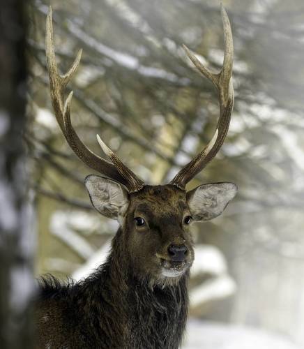 Улыбающийся олень