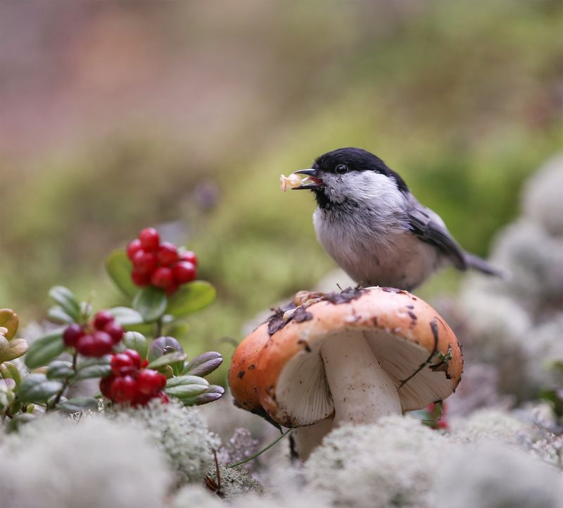 нерюнгри, гаичка, якутия, дикие_животные, женялевина, евгениялевина, животныеякутии, птицылевиной, птицыякутии, грибы Гайкина грибалка фото превью