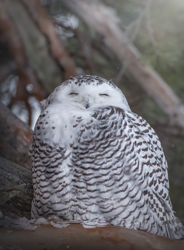 Полярная Сова Bubo scandiacus фото превью