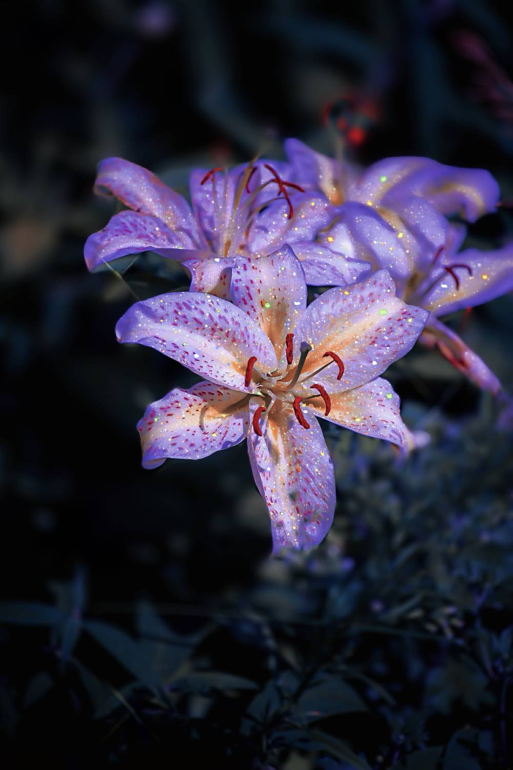 макро, macro, цветы, flower, весна, spring, lily, лилия, Julia Kaissa
