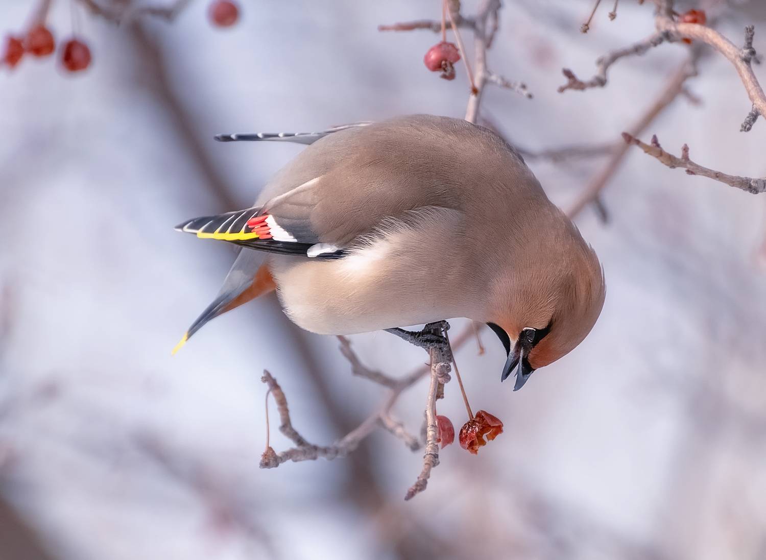 птицы, свиристели, ягоды, сибирь, Фомина Марина