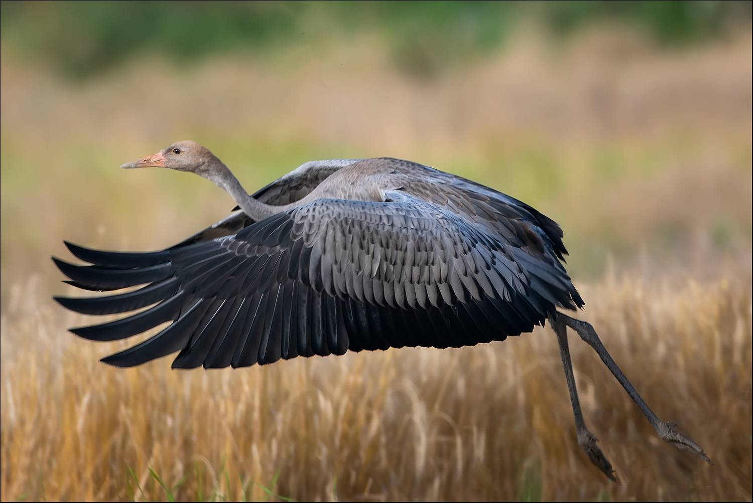 , Лобанов Роман