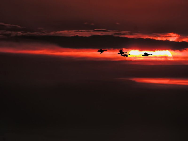 Летят гуси... фото превью