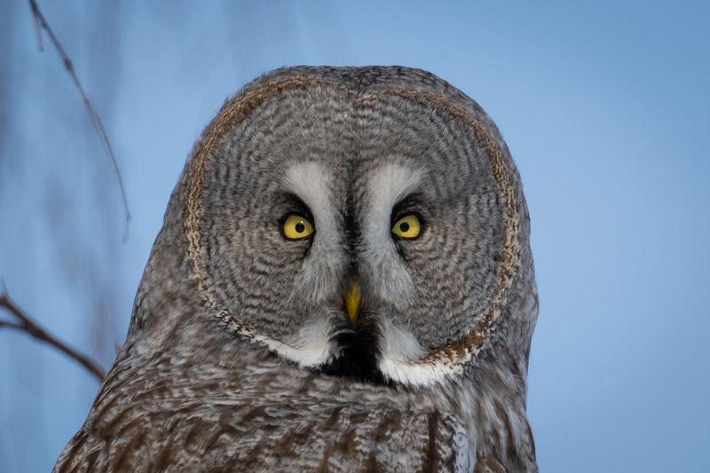 сова, бородатая неясыть, портрет, глаза, птицы Глаза в глаза фото превью