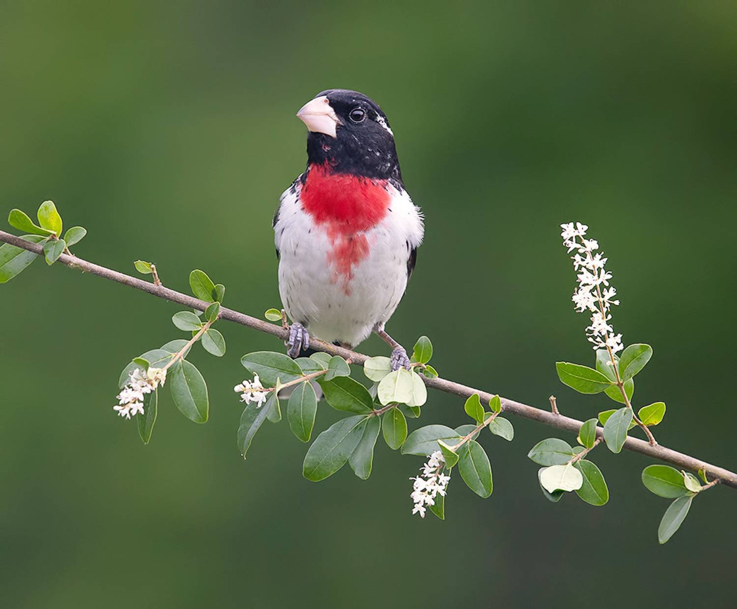 rose-breasted grosbeak, grosbeak, весна, cardinal, кардинал, весна, Etkind Elizabeth