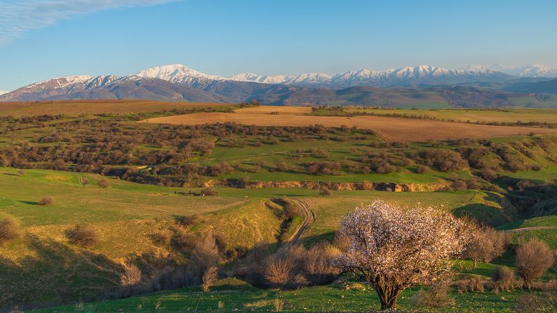узбекистан, чимган, uzbekistan, chimgan  фото превью