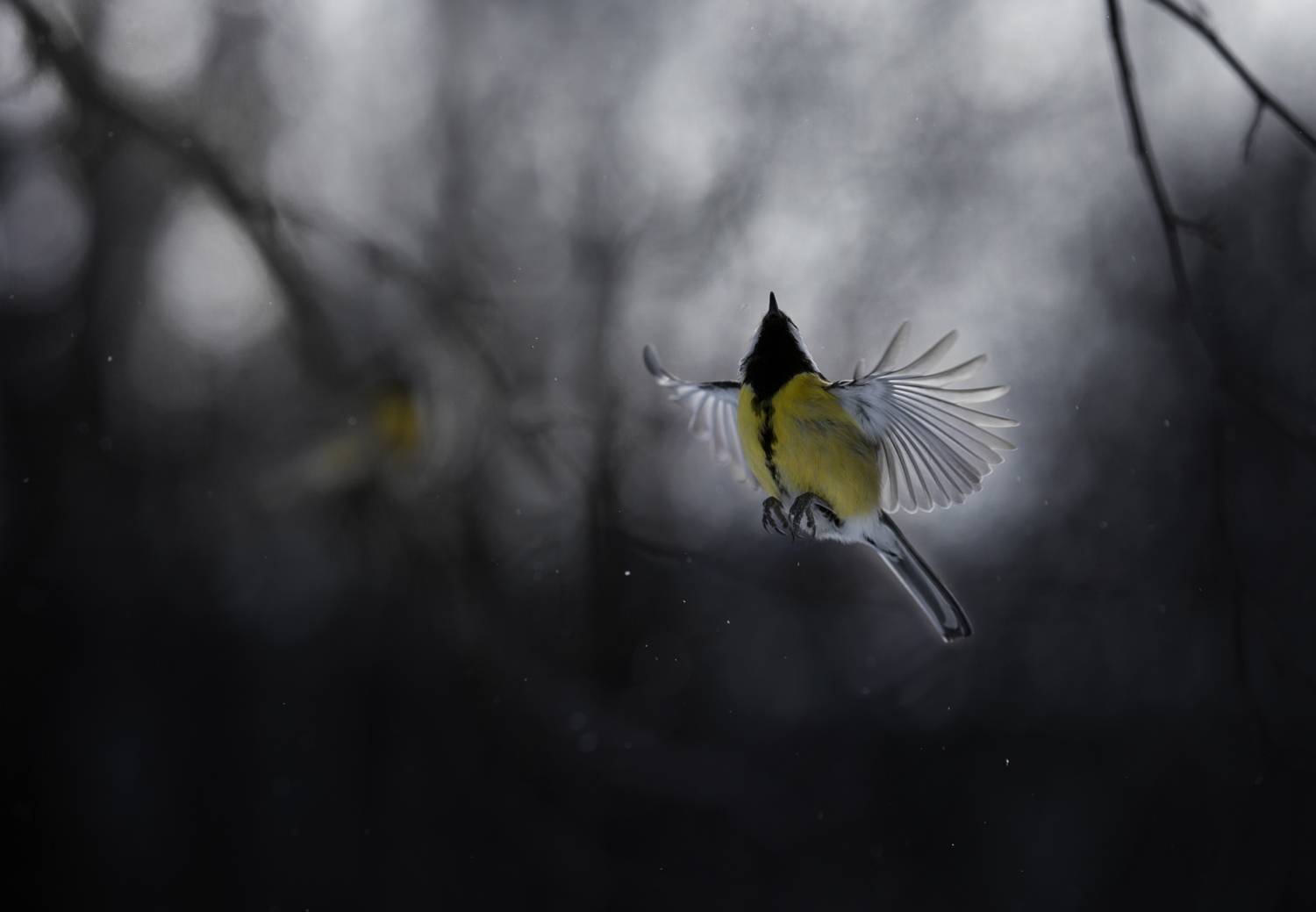 лес, свет, утро, природа, синица, птицы, Баранов Олег