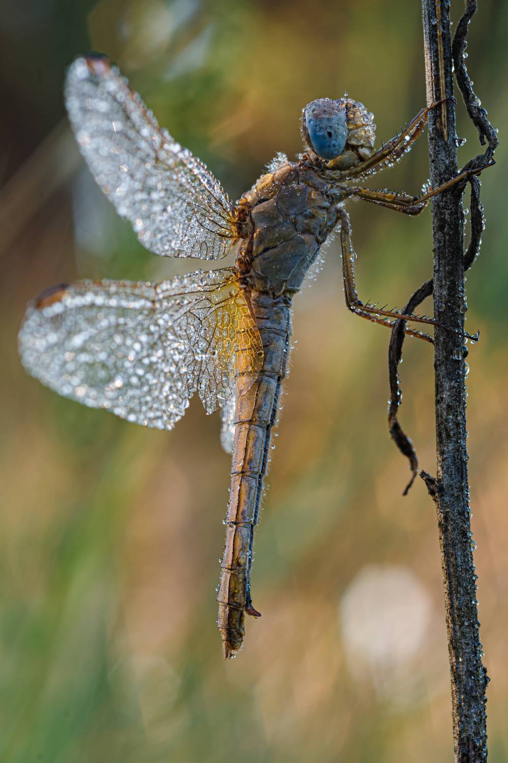 , Зайцев Роман