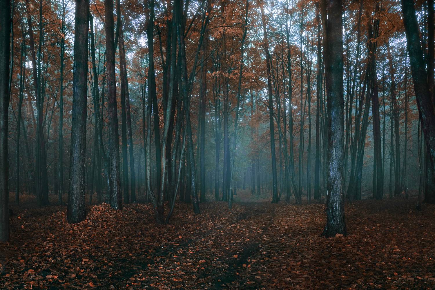 лес, деревья, листва, осень, Валерий Вождаев