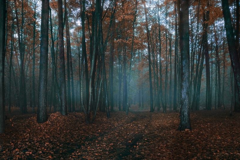 В осеннем лесу фото превью