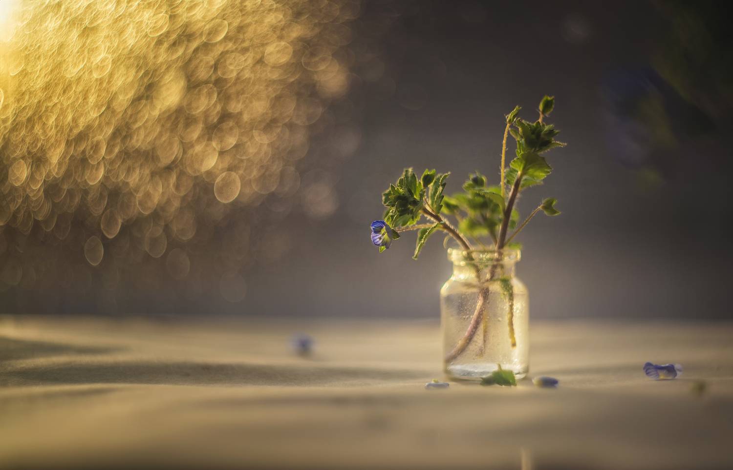 , Сигидова Ирина