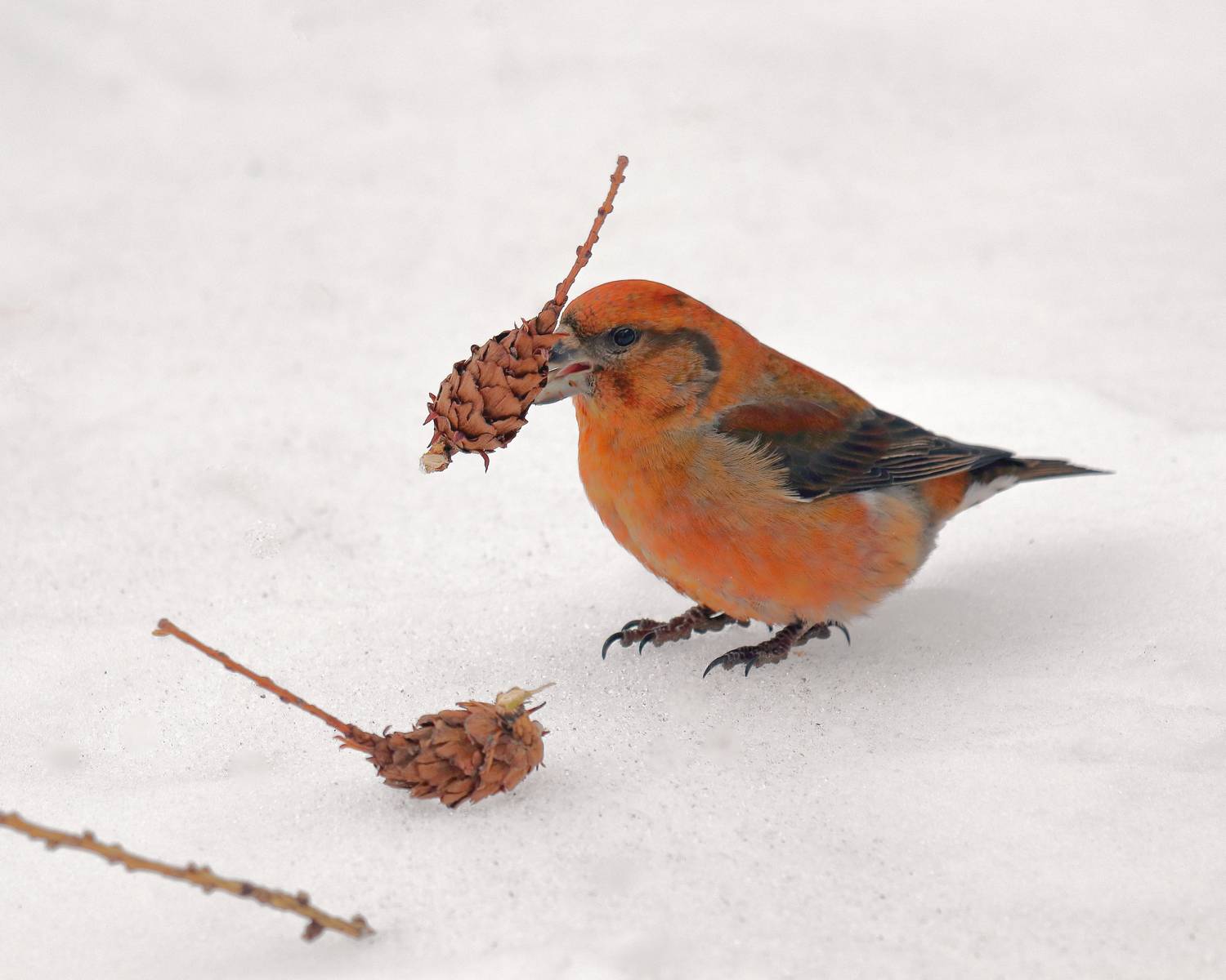 птицы, лес, природа, фотоохота, животные, Александр Титов