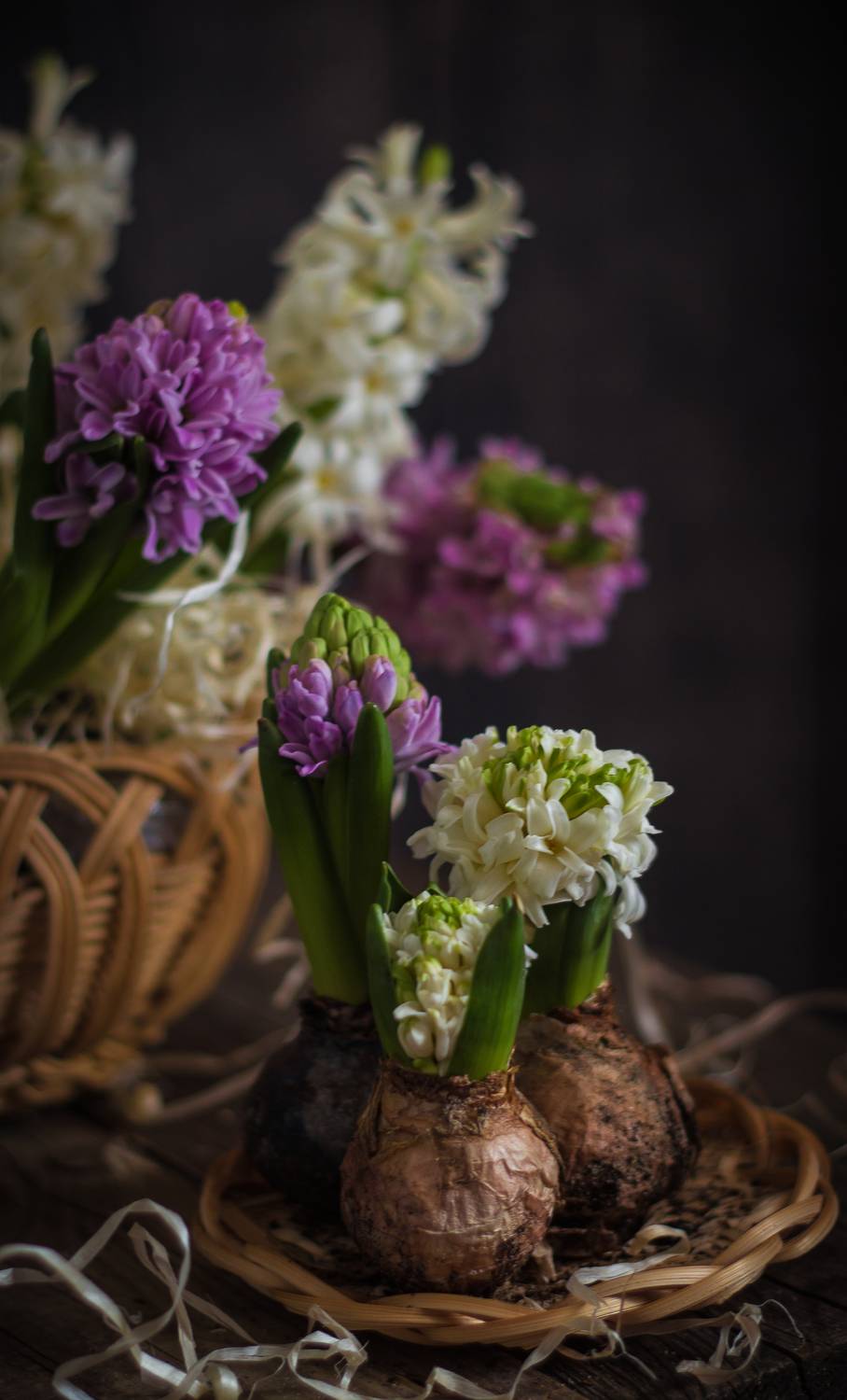 , Хвойнова Елена