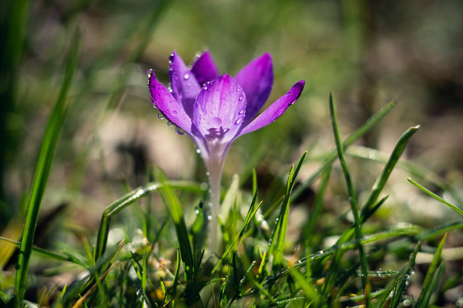 весна, цветение, красота природы, природа, крокусы, крымская весна, нежность, рост, жизнь, винтажная оптика, мануальное, mc helios 77m-4, керчь, крым, россия, Щербак Анатолий