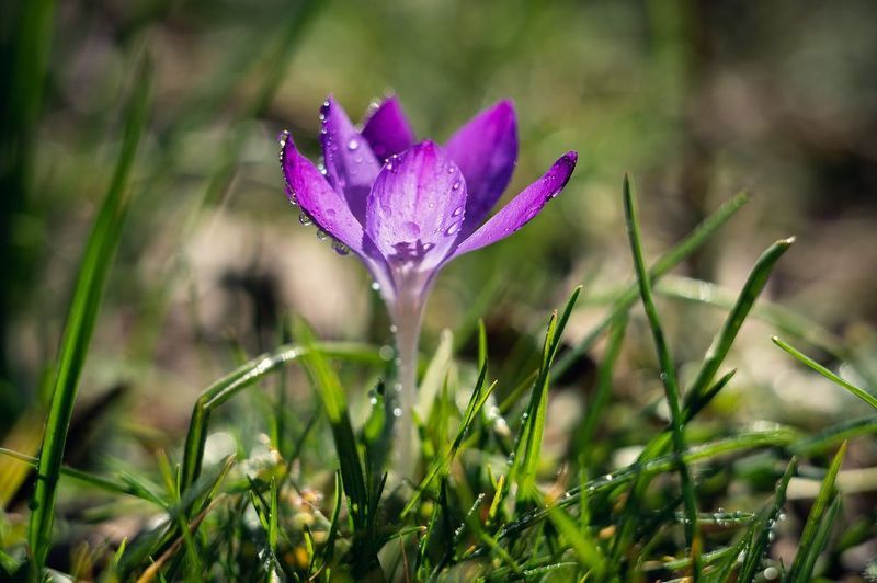 Боспорский крокус. фото превью