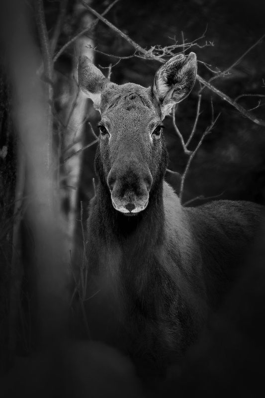 Царица леса фото превью