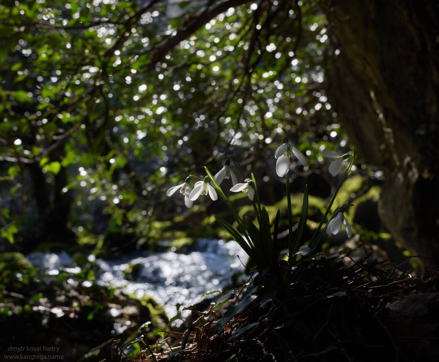 пейзажемагьё, пейзаж-как-виденье, Коваль Дмитр