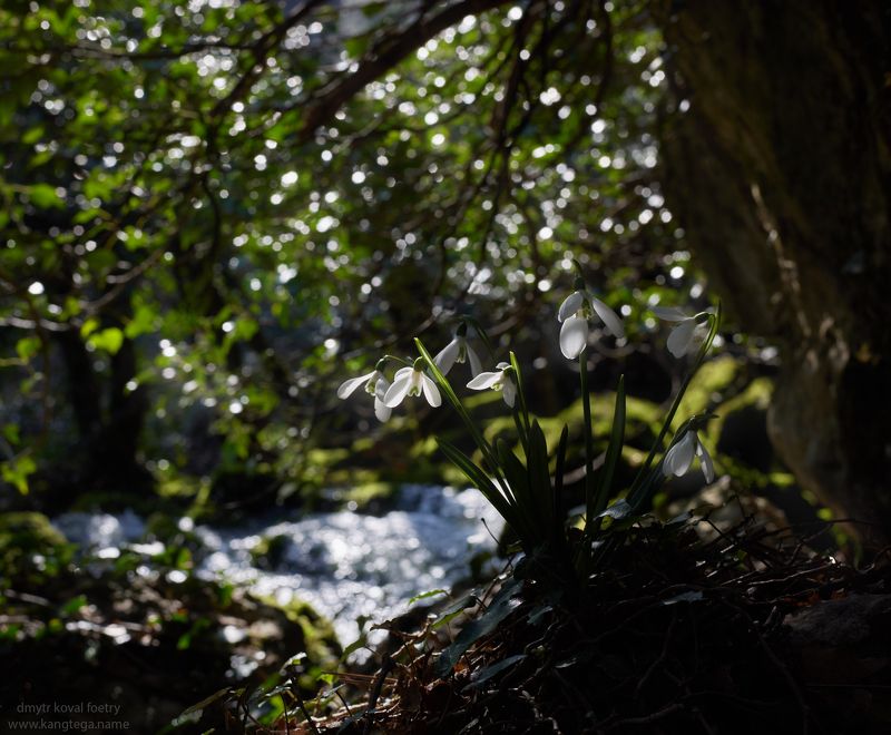пейзажемагьё, пейзаж-как-виденье Проникновенье в Тени Весны ... фото превью