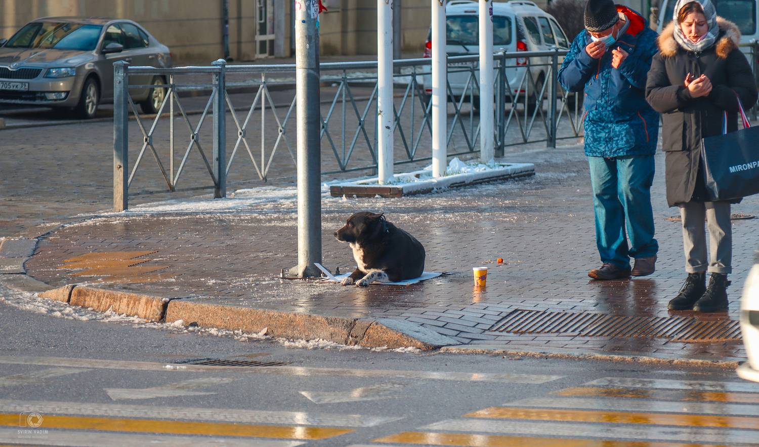 животное, собака, попрошайка, Калининград, Россия, фотография, стрит, город,  переход, 2022, animal, dog, beggar, Kaliningrad, Russia, photography, street, city, transition, Vadim Svirin