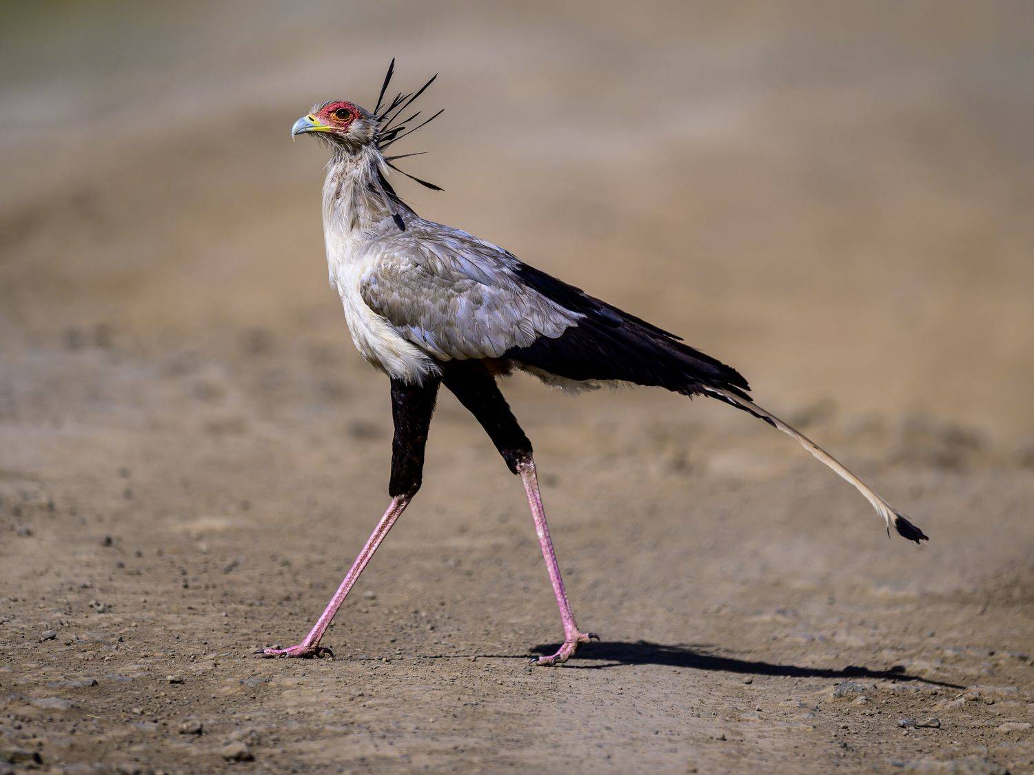 , Пупонин Сергей