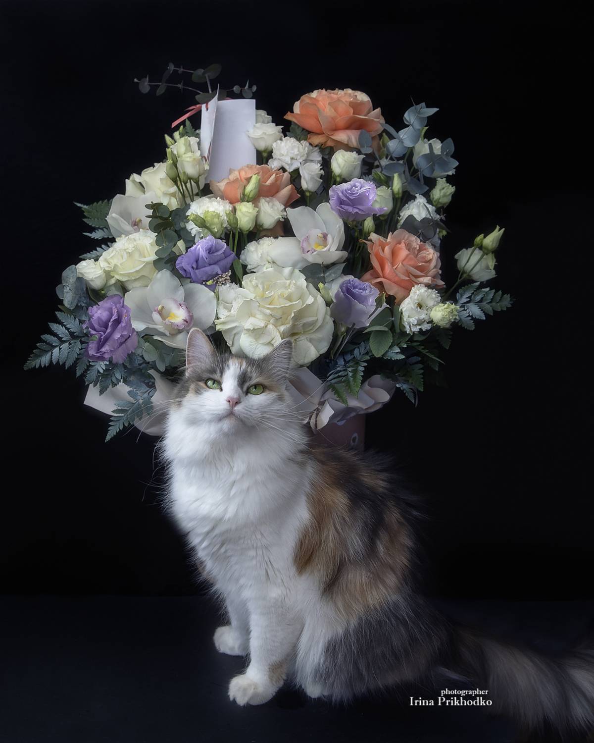 фото животных, кошки, питомцы, букеты, подарки, цветы, Приходько Ирина