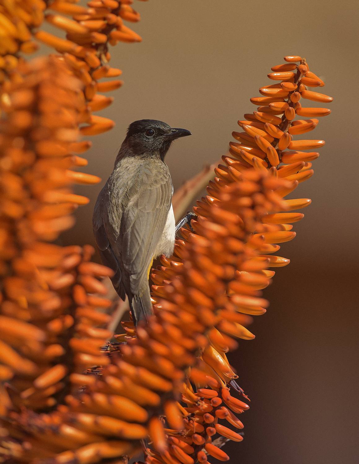 aloe, bird, plant, Geran Raath