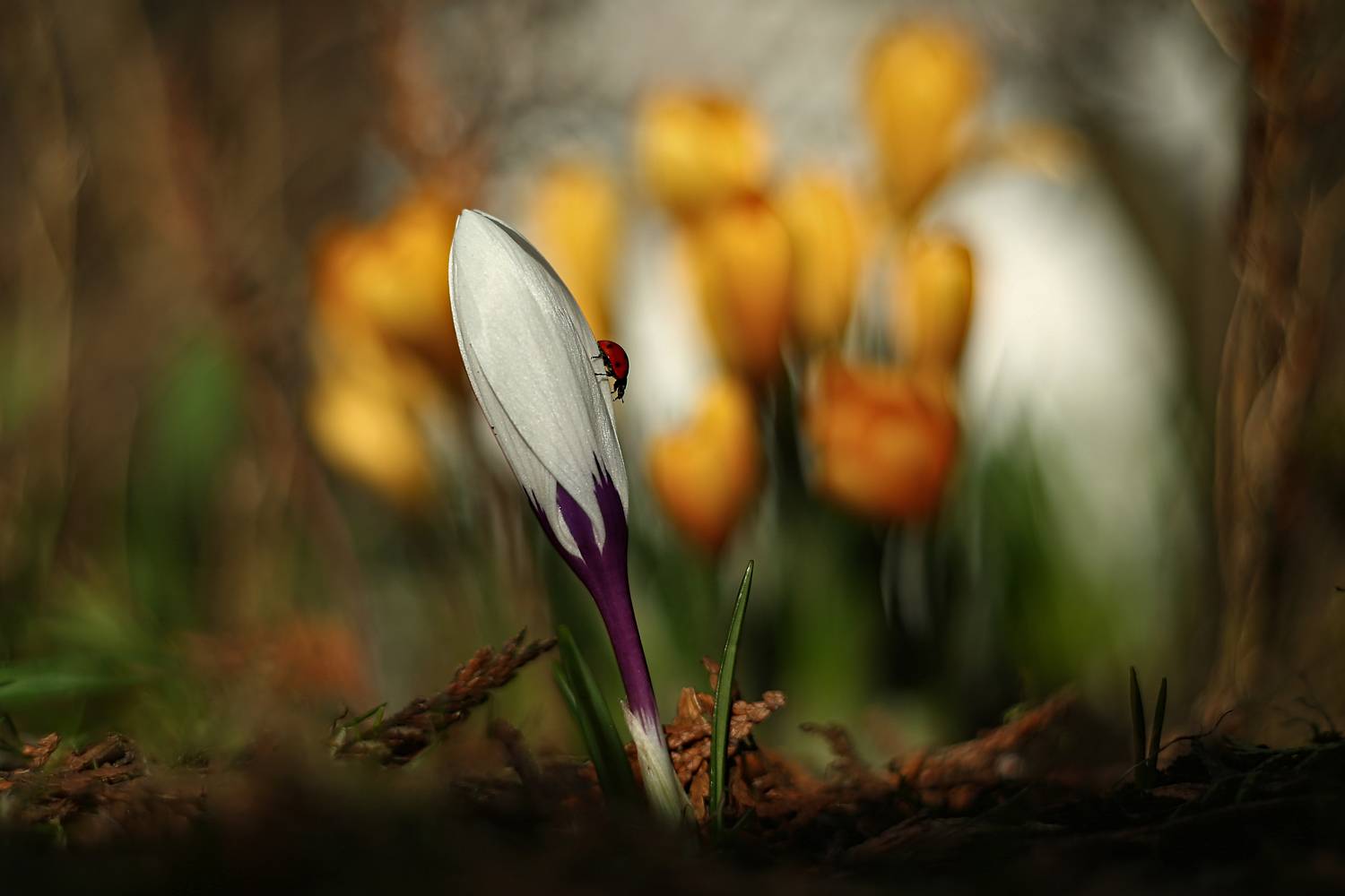 , Колобошников Эдуард