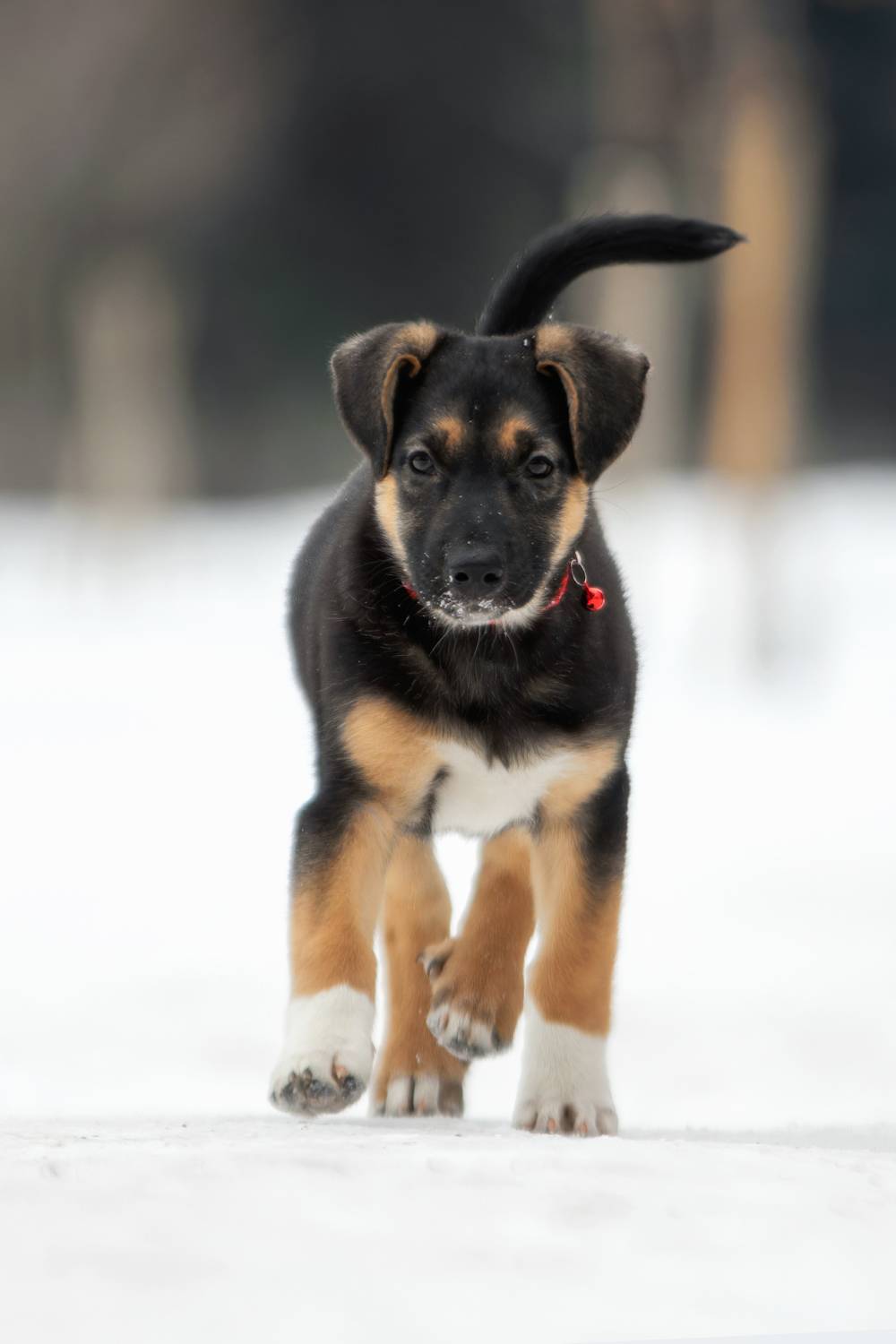 , Зубкова Юлия