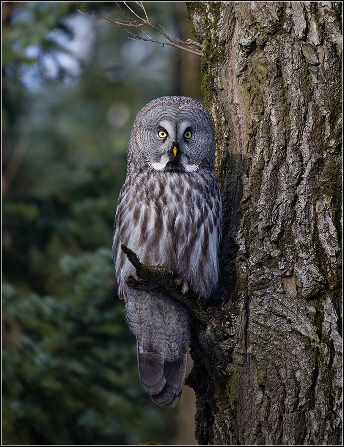 москва, март, парк, сова, АНАТОЛИЙ ДОВЫДЕНКО