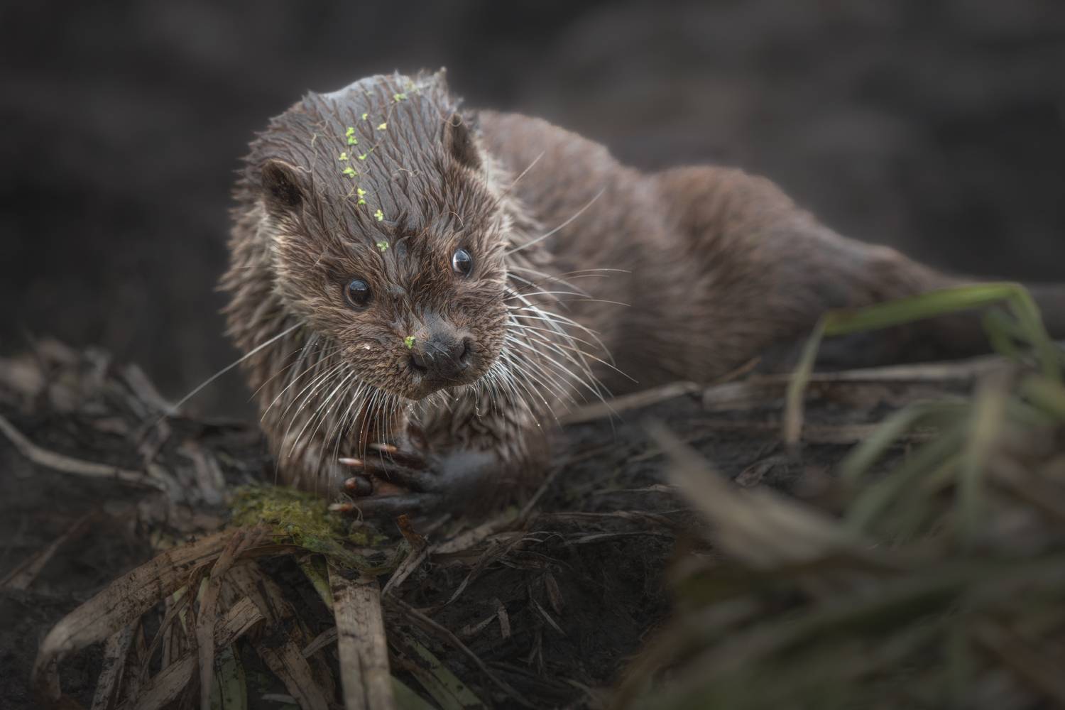 выдра, речная выдра, красный бор, беларусь, животные,otter, Рудченко Ольга