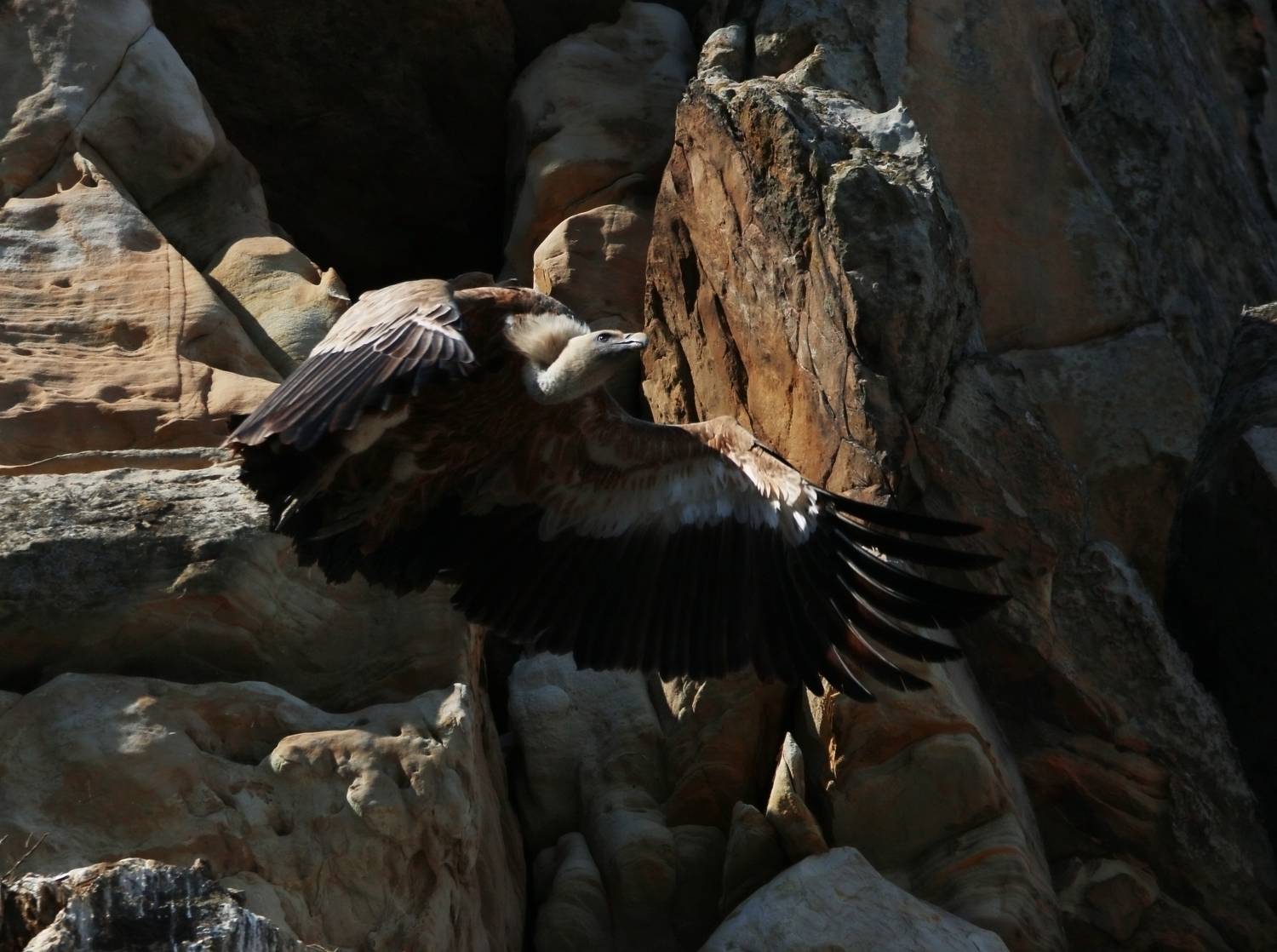 гриф,сип,горы,дагестан,белоголовый сип,, Magov Marat