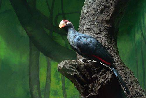 Фиолетовый турако (Tauraco violaceus).