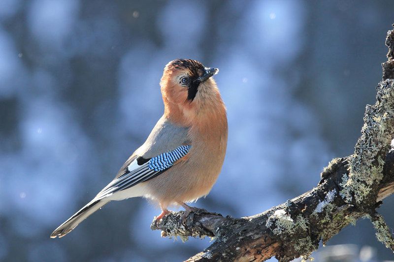сойка Сойка фото превью