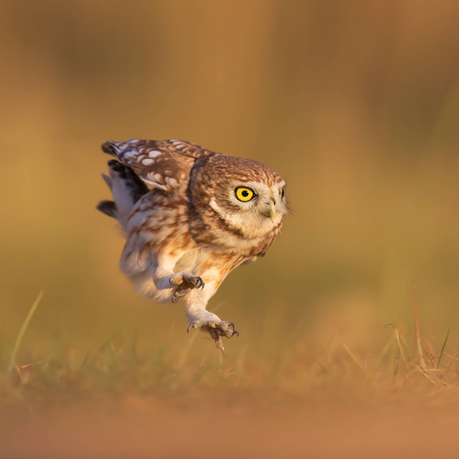 , Фруман Евгений