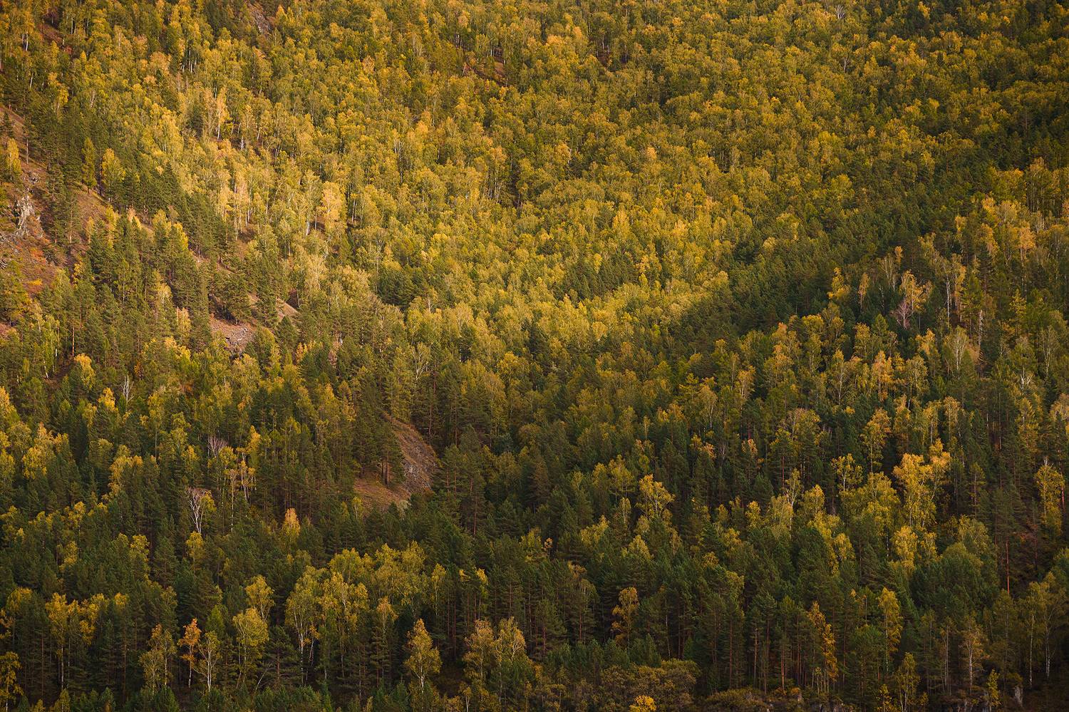 Хакасия, Борус, осень, Julia Gorbacheva