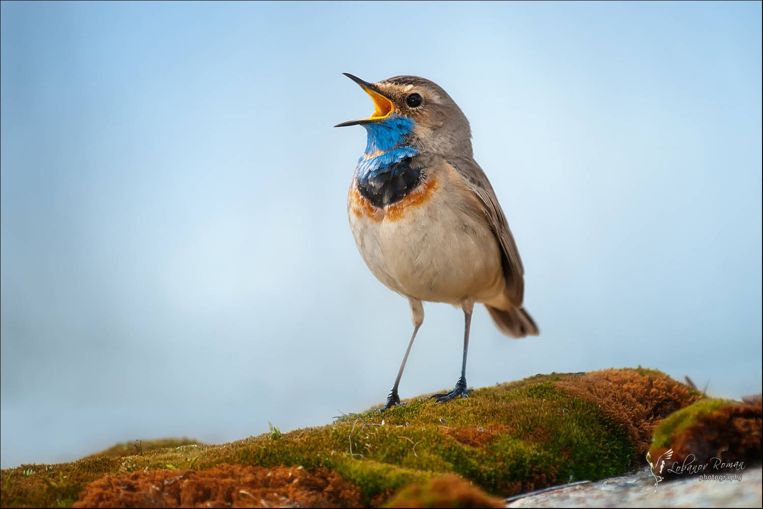 , Лобанов Роман