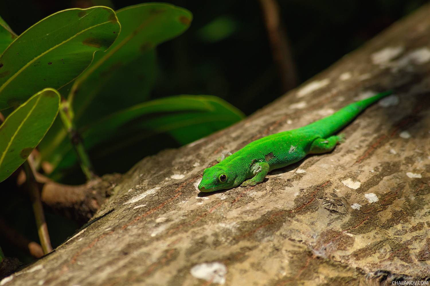 сейшелы, ла-диг, la-digue, seychelles, геккон, geko, Иван Чаланов