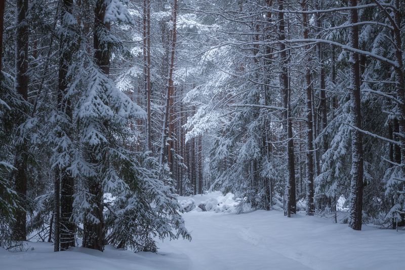 Сумерки в зимнем лесу фото превью