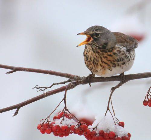 Дрозд на рябине