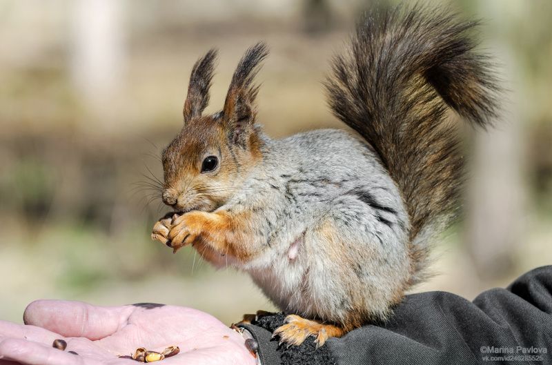 животные, белка, белка-мама, весенняя белка, парк александрино Питерская, смелая белочка-мама... фото превью