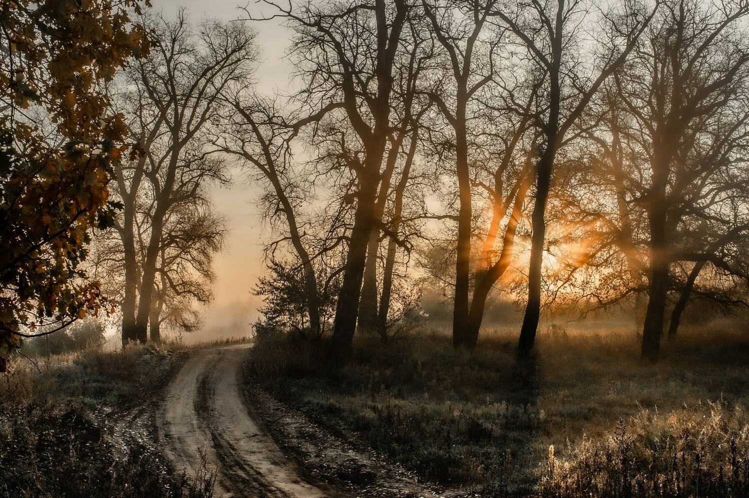 солнце  природа, дорога, рассвет, пейзаж, лес, sun, nature, landscape, dawn, road, Васильев Роман