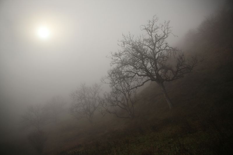 Сквозь туман.. фото превью