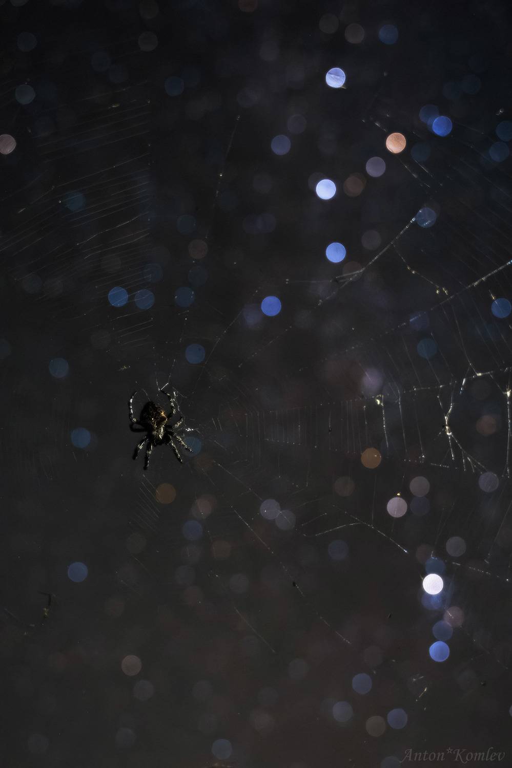 ночь, звезды, паук, паутина, приморье, Комлев Антон