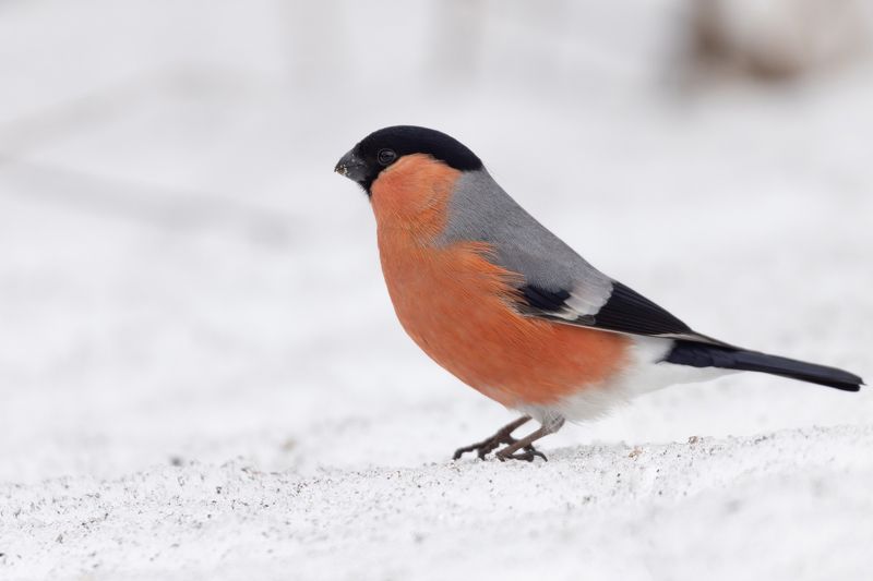 снегирь, птицы, парк, зима Снегирь фото превью
