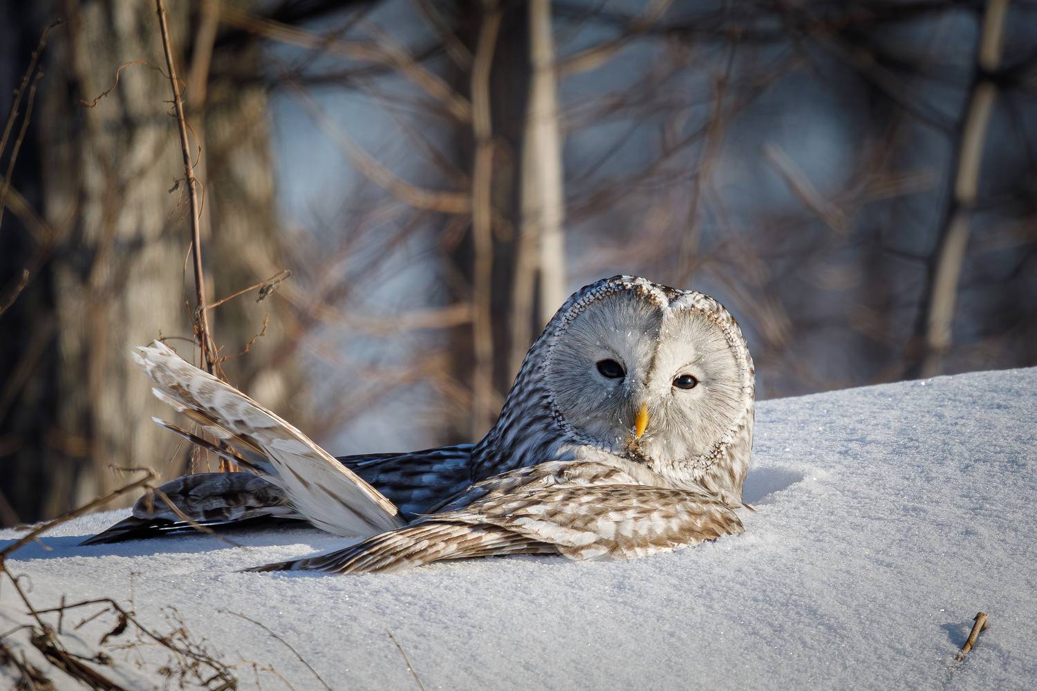, Гильманов Артур