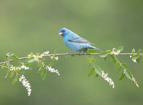 Indigo bunting. Индиговый овсянковый кардинал