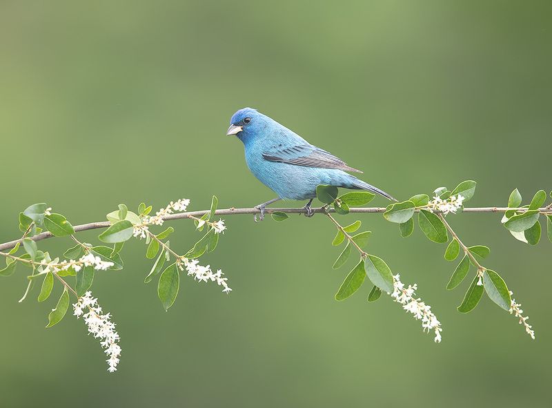 индиговый овсянковый кардинал, indigo bunting, кардинал, весна Indigo bunting. Индиговый овсянковый кардинал фото превью