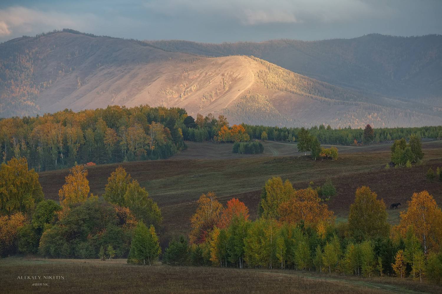 , Алексей Никитин