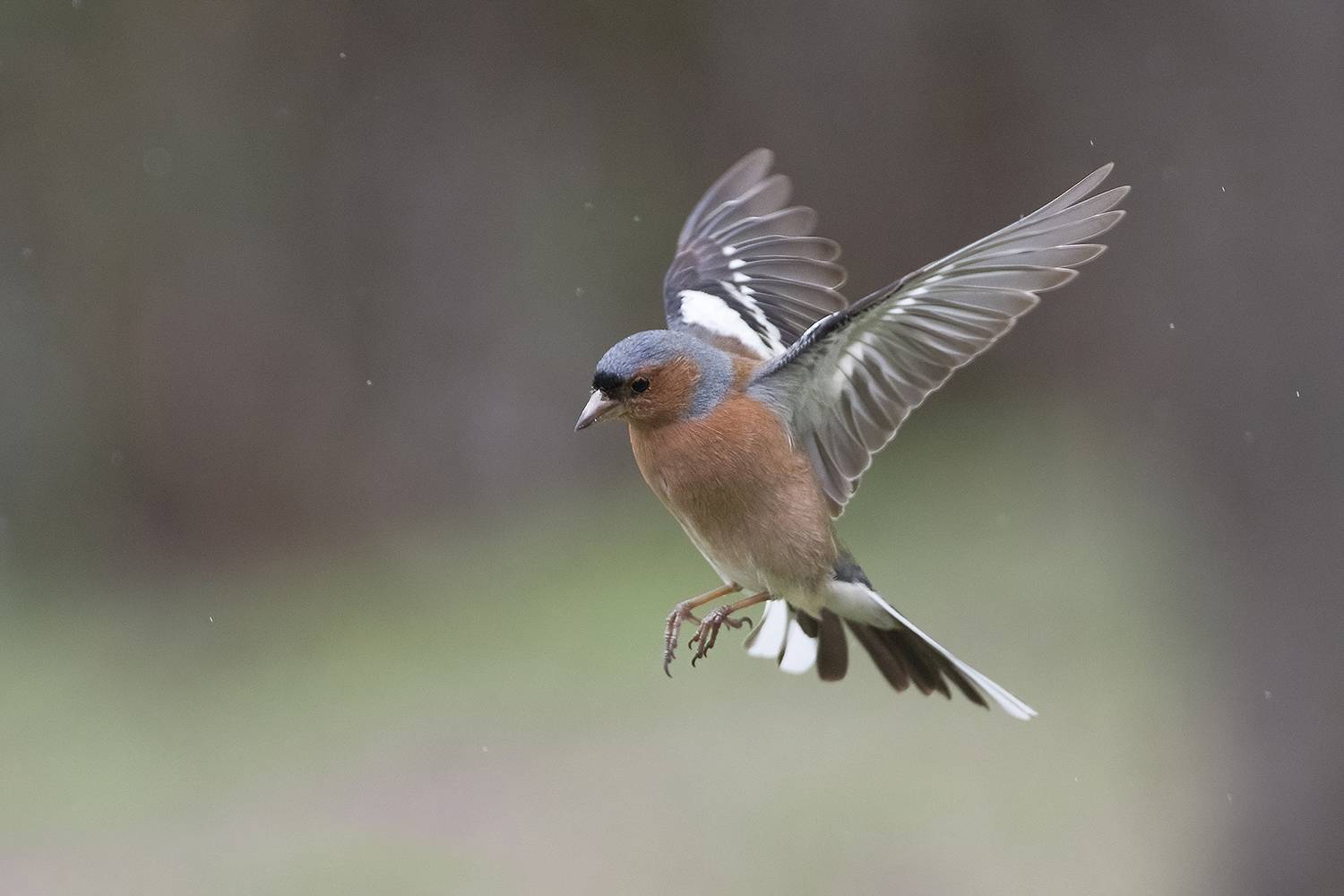, Евгени Стефанов