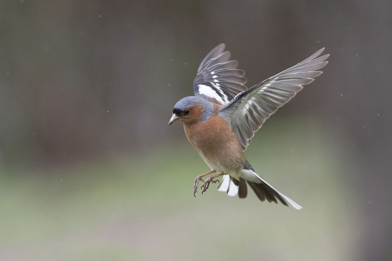 Зяблик под дождем фото превью